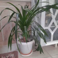 گل طبیعی|گل و گیاه طبیعی|نیشابور, شهرک رسولی|دیوار