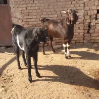 دو عدد کَل افغان مناسب برای داشت|حیوانات مزرعه|آران و بیدگل, |دیوار