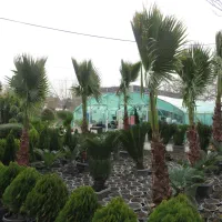 باغبانی .هرس درخت و درختچه .سم پاشی|خدمات باغبانی و درختکاری|کرج, دهقان ویلا|دیوار