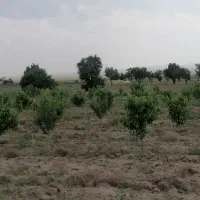 زمین کشاورزی ۸/۵ هکتاری در مامونیه متری ۱۰۰|فروش زمین و ملک کلنگی|تهران, بوستان ولایت|دیوار