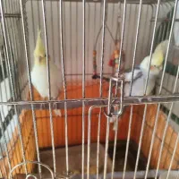 یک جفت عروس هلندی با لوازم|پرنده|پردیس, فاز ۴|دیوار