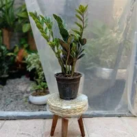 گلخانه|گل و گیاه طبیعی|خوی, |دیوار
