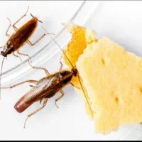 سم پاشی و ضد عفونی منازل مسکونی|خدمات نظافت|آبادان, |دیوار