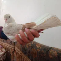 گرفته شده دالی ساری