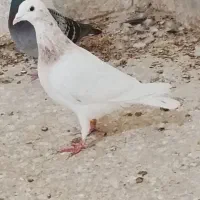 سلام خدمت دوستان عزیز یک کبوتر برای فروش
