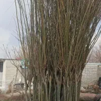 نهال بید مجنون پیوندی|گل و گیاه طبیعی|کرمان, |دیوار