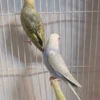 سه جفت مرغ عشق رینبو