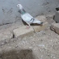 ماده هفرنگ|پرنده|بوئین زهرا, |دیوار