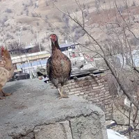 مرغ کوشامو|حیوانات مزرعه|جوانرود, |دیوار