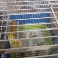 عروس هلندی ماده