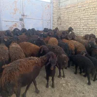 گاو میش قزل افشار|حیوانات مزرعه|سجاس رود, |دیوار