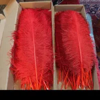 شاه پر علامت