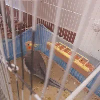 دوعدد عروس هلندی دستی