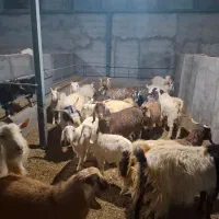 ۱۹ راس بز و بزغاله پاکستانی و ۲رگ افغانی سانن