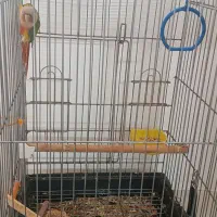 گرینچیک|پرنده|قم, باسکول|دیوار