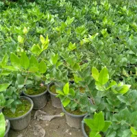 فروش انواع گل و گیاه|گل و گیاه طبیعی|رامسر, |دیوار