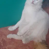 گربه گمشده