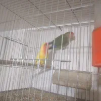 عروس هلندی وکوتوله|پرنده|نجفآباد, مزرعه طالب|دیوار