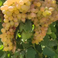 نهال انگور سی رقم|گل و گیاه طبیعی|جغتای, |دیوار