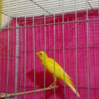 بدلیجات قناری