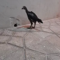جوجه لاری