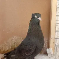 کبوتر آبادانی