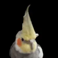 عروس هلندی گم شده ، مژدگانی به یابنده