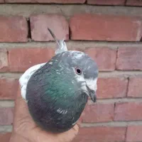 کله ای فروشی 300 عنبر آباد