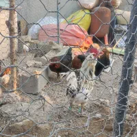 خروس گلین