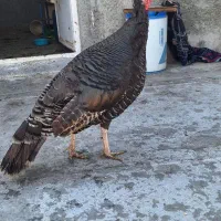 بوقلمون محلی تخم گذار