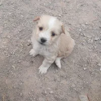 سگ پا کوتاه نر، ماده|سگ|سربیشه, |دیوار