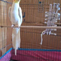 عروس هلندی