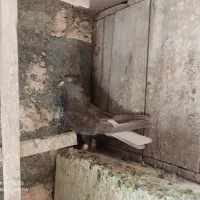 ماده دمسفید