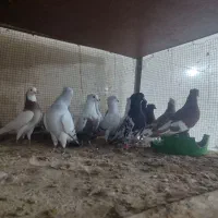 کبوتر همه باهم|پرنده|شوشتر, |دیوار