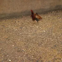 خروس لاری|حیوانات مزرعه|قیدار, |دیوار