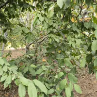 باغ 1000 متری پل زمانخان درختان گیلاس