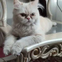 ماده پرشین اصیل