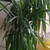 سه گل زیبا درتصویر