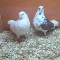 کبوتر|پرنده|رشت, منظریه|دیوار