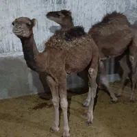 دوتاشترنرفروشی.