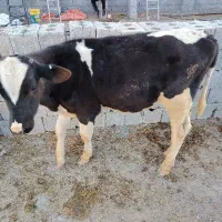 گوساله هشلتاین