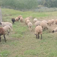 گوسفند نر طوقلی نر