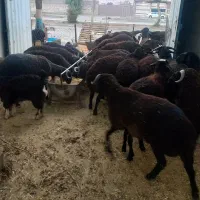 گوسفندزنده همراه باقصاب|حیوانات مزرعه|پاکدشت, پاکدشت (مامازند)|دیوار