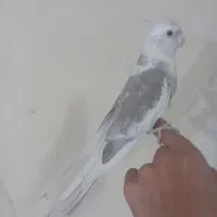 عروس هلندی دستی دستی|پرنده|نجفآباد, صالح آباد|دیوار