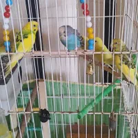 مرغ عشق ضمانتی معاوضه با مرغ محلی وعروس