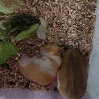 همستر نرو ماده بالغ