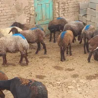 گوسفند داشتی افشاری