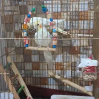 عروس هلندی سخنگو|پرنده|ری, شهرک نظامی|دیوار