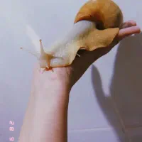 حلزون‌آلبینو مناسب صورت