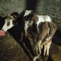 گاو با گوساله سیمینتال ماده
